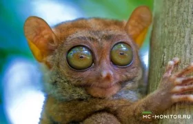 Скриншот 2 BebraCraft сервер Майнкрафт